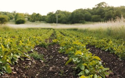 Usos de la cal dolomita en la agricultura