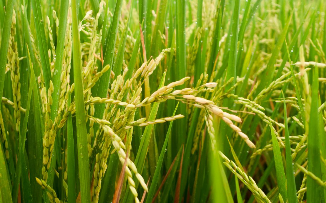 🌾 Beneficios de la cal dolomita en cultivos de arroz