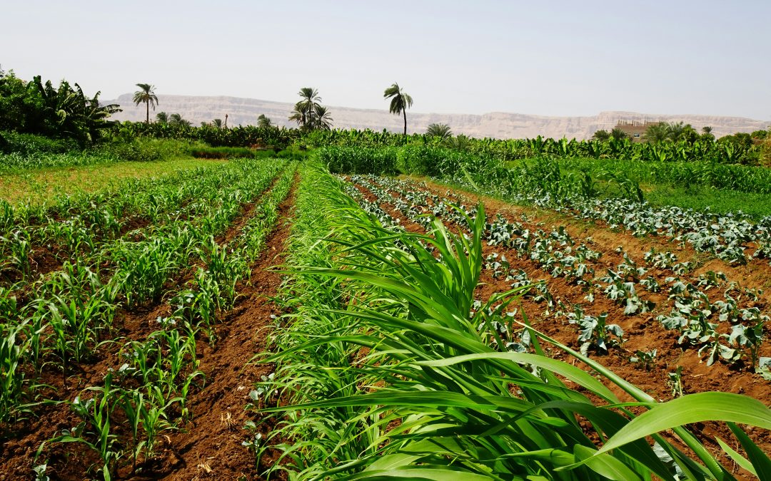 ✅ ¿Cal dolomita o cal agrícola? Descubra cuál es la mejor opción para su suelo