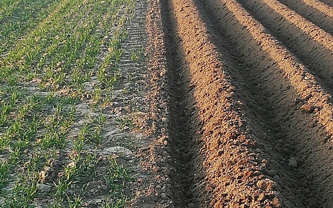 🌱 Cal dolomita vs calcio agrícola: diferencias clave y beneficios según Minerales del Sur