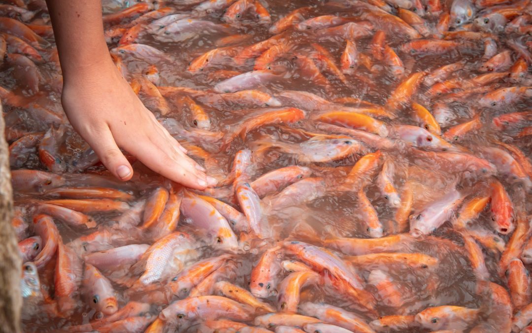 🐟 Cal Viva para Piscicultura: Mejore la Salud del Agua y el Rendimiento de sus Estanques