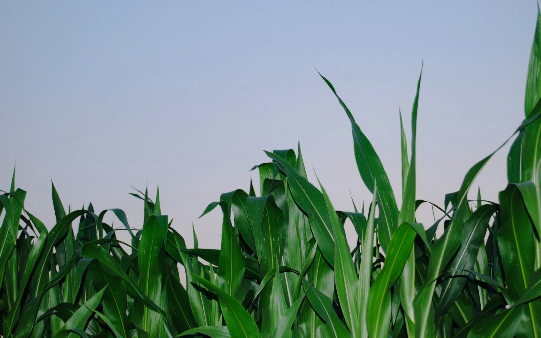 🌽 Beneficios de la cal dolomita en cultivos de maíz