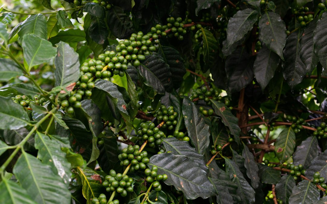 🌱 Usos de la Roca Fosfórica: Nutrición Natural para sus Cultivos
