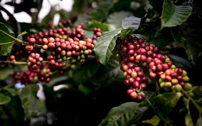 Uso de la cal dolomita en cultivos de café