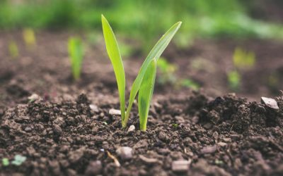 Diferencias entre la cal dolomita y la cal agrícola