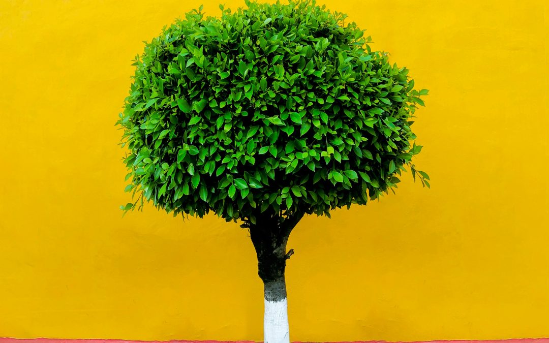 🌳 ¿Se puede pintar un árbol con cal viva? usos, beneficios y recomendaciones