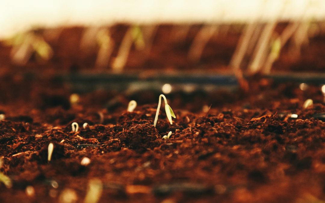 🌿 ¿Qué tipo de cal usar en agricultura? cal dolomita, hidróxido de calcio o cal agrícola