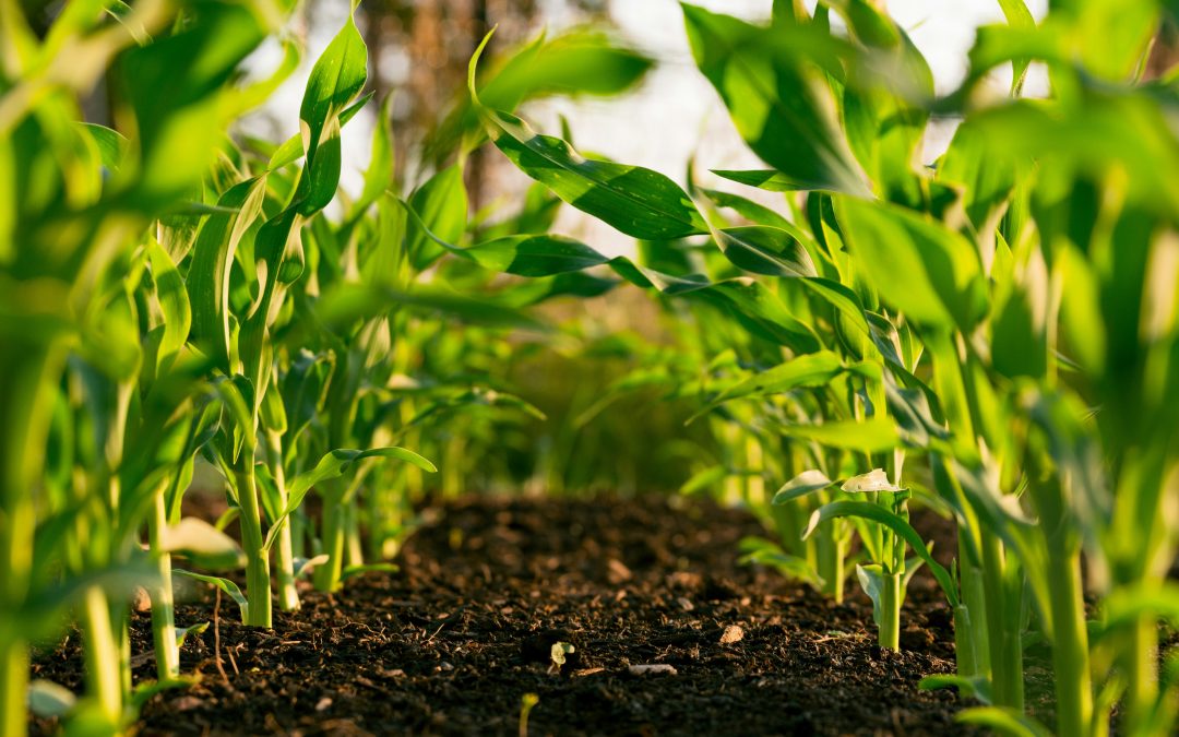🌱 Cal Dolomita Dosis: ¿Cómo Aplicarla Correctamente en sus Cultivos?
