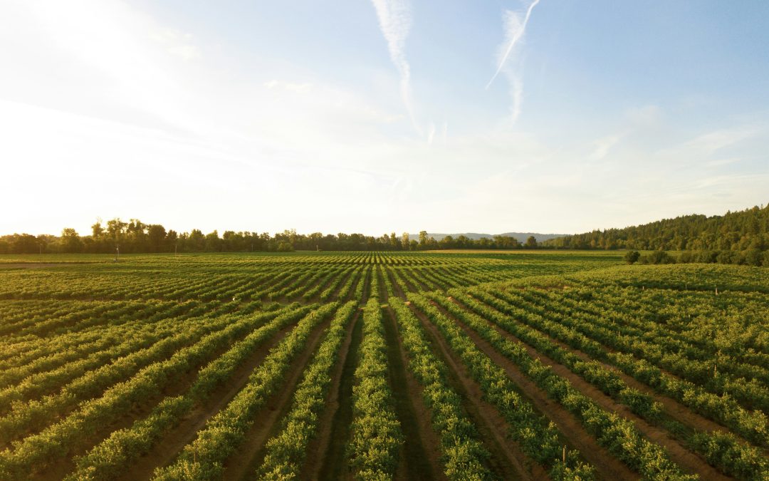 Cal Dolomita Calcinada: Enmienda Agrícola Efectiva para Suelos Ácidos